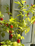 die kleine aji&acute;s & die habaneros...