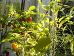 ...lassen meine heissgeliebten chilis...